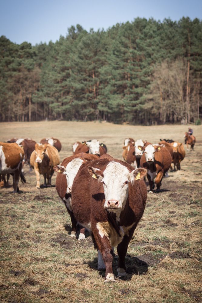 Tiere am Zeitenhof